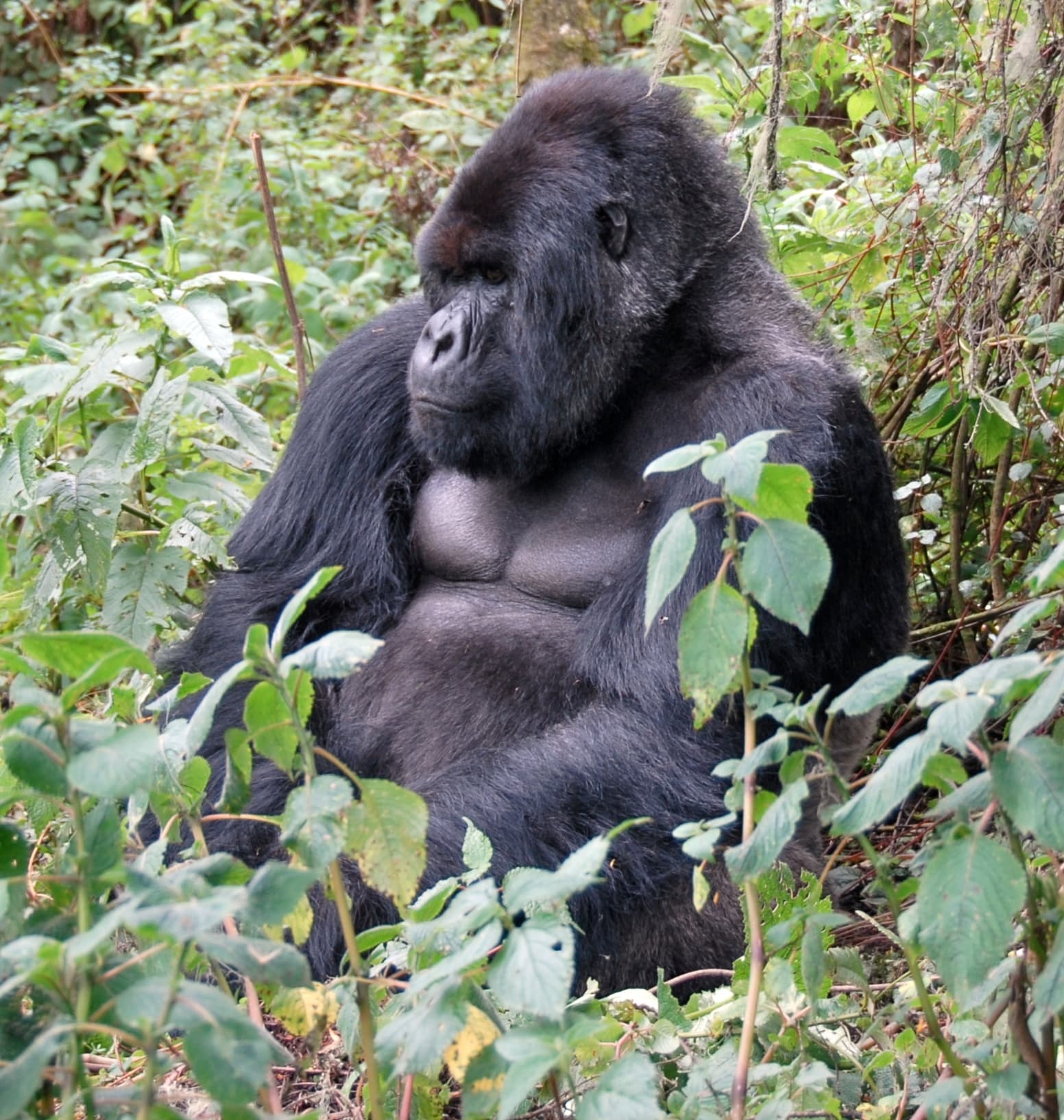 Gorilla Trek — year-round